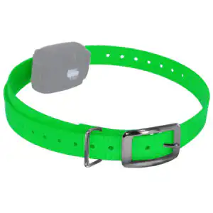 Dog Collars