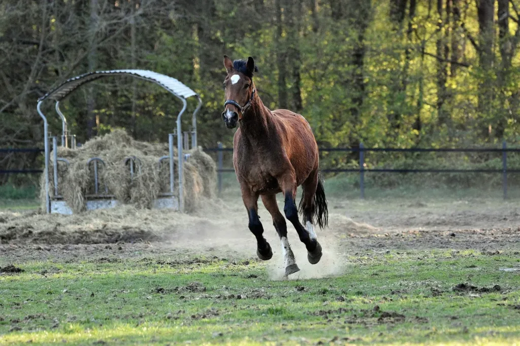image shows horse moving freely in horse electric tape fenced paddock