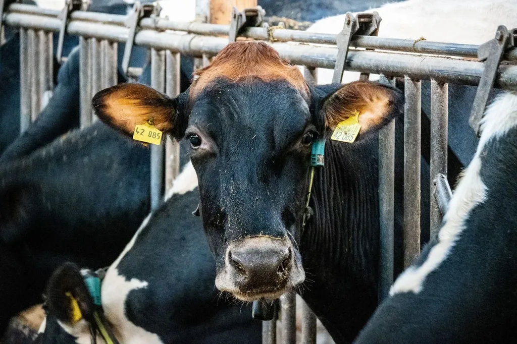 Image of Dairy cows